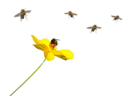 Taniec pszczół