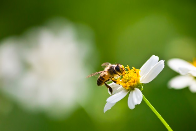 Nowy sposób walki z pleśnią. Lepszy od oprysków, bo „pszczoły znajdą każdy kwiat”