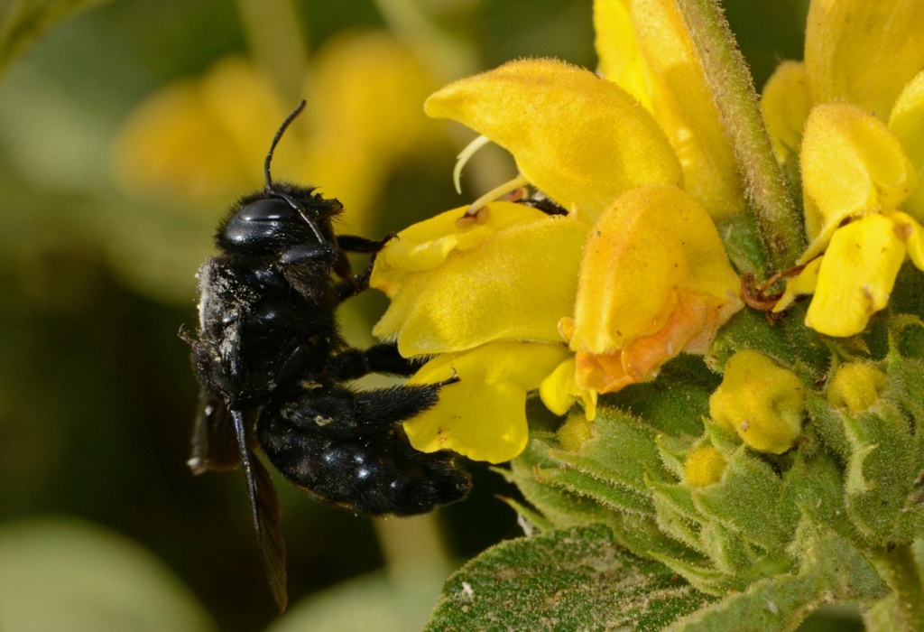 Xylocopa, czarna pszczoła, wraca do Polski
