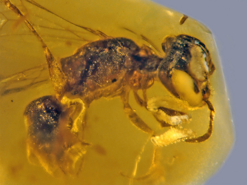 Pszczoła sprzed 100 milionów lat