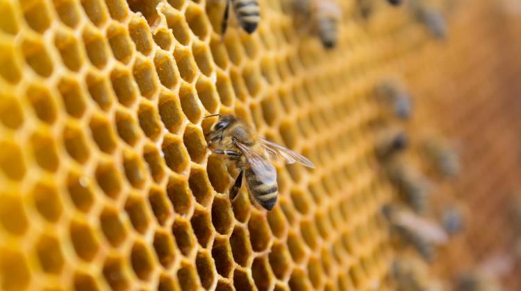 Pszczoły są bardzo rozgadane – naukowcy poznali źródło ich dźwięku