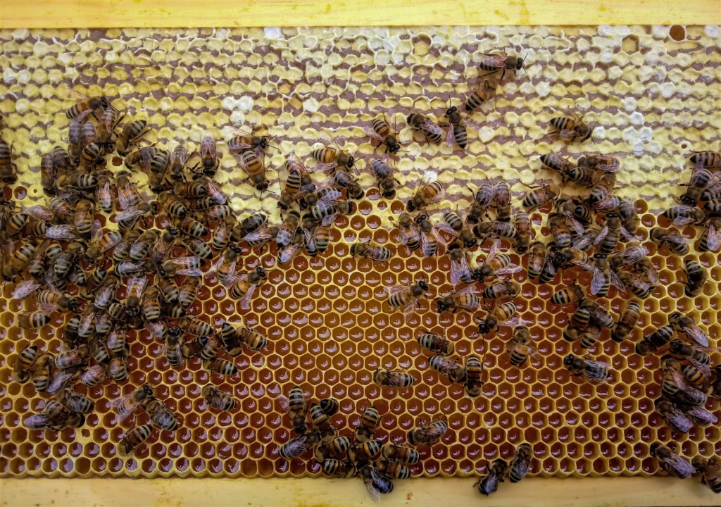 Wydłużono termin naboru wniosków w ramach działań “Zakup pszczół” oraz “Zakup sprzętu pszczelarskiego”