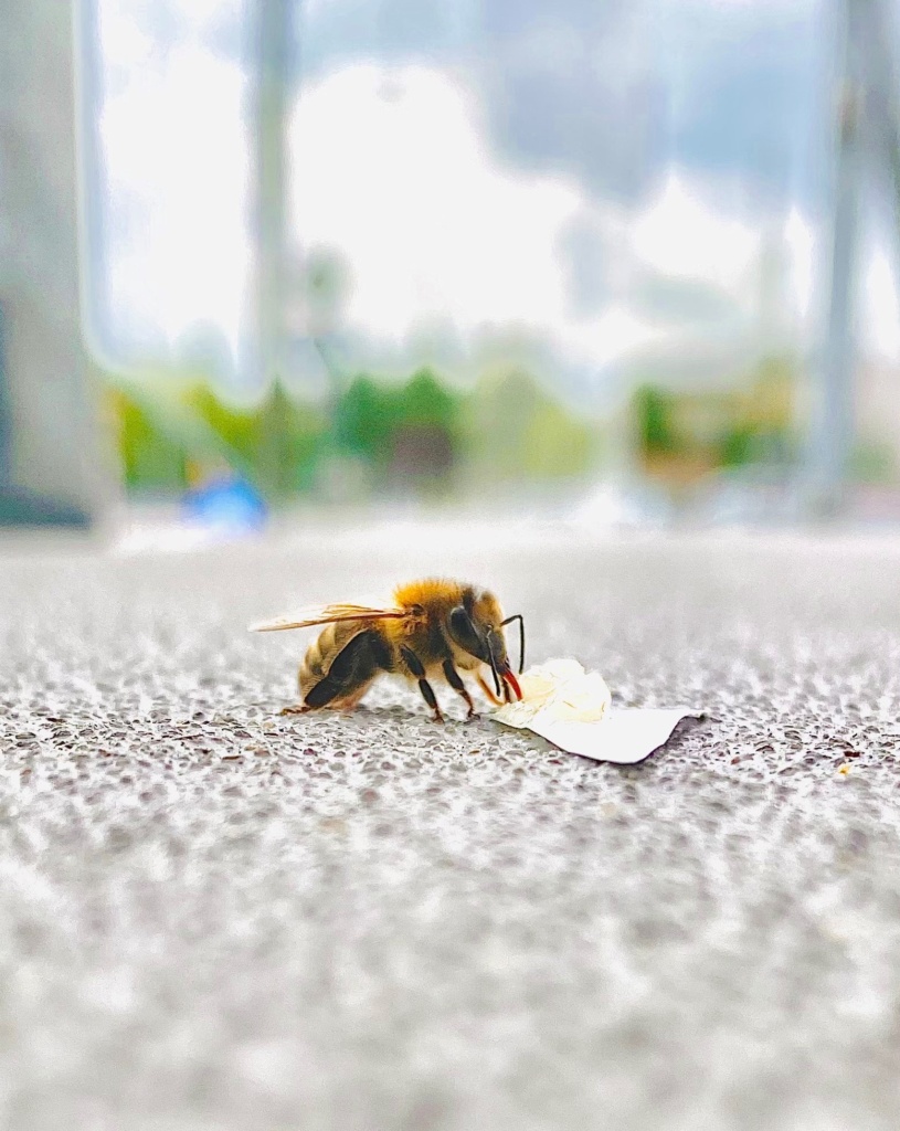 Światowy Dzień Pszczół 